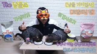 [냥믈 기미집사] Ep.5. 유명사료 등장! 로얄캐닌 인도어 \u0026 키튼 (Eating Cat Food - Royal Canin Indoor \u0026 Kitten)