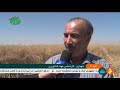 iran mechanized canola harvest summer 1398 ardabil province برداشت مكانيزه كلزا استان اردبيل ايران