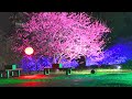 2022 01 23 淡水天元宮後山三色櫻花 夜櫻 jeff 4k video jeff0007