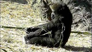 2012年1月17日の上野動物園のゴリラの赤ちゃんコモモ。Cute baby gorilla.