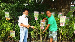 Fruit Bearing Tree Seedlings now on sale at Sta. Ignacia, offers Low prices