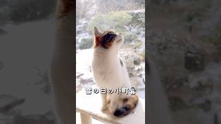 雪の日の小町☃️ #保護猫 #三毛猫 #三毛小町 #ミケノコマチ #みけこま #cat