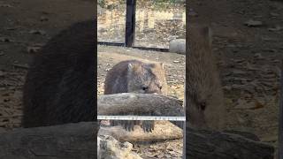 2023.12.29 顔半分の時点で可愛さが伝わってくるフクちゃん❤️ (#五月山動物園 #ウォンバット #フクちゃん)