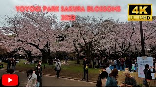 2023 Tokyo Cherry Blossom Season: 4K Video of Yoyogi Park's Magical Sakura Blossoms!