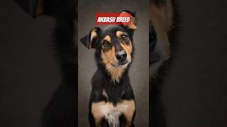 Akbash Dog Traits and Personality