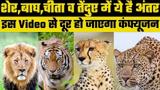 Project Cheetah: चीता-तेंदुआ और शेर-बाघ में कौन है सबसे ज्यादा खूंखार व ताकतवर, जानें प्रमुख अंतर |