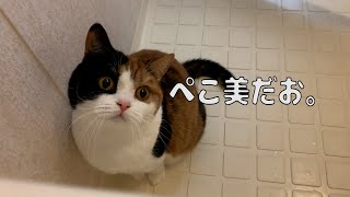 【親子猫】年末のご挨拶なのに。お風呂場から失礼します！！な猫たちと、飼い主【スコティッシュフォールド】