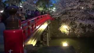 2013 弘前さくらまつり夜桜