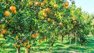 Nagpur kalmeshwar  orange farm