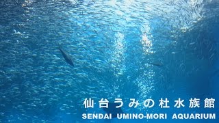 癒し＆睡眠BGM　仙台うみの杜水族館　　ヒーリングアクアリウム