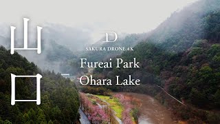 [桜ドローン撮影4K] 山口県山口市大原湖キャンプ場の桜｜桜ドローンプロジェクト