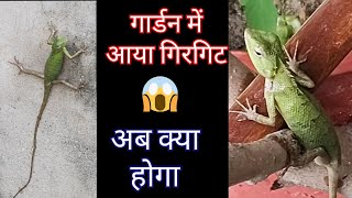 733:- Chameleon In Our Garden / हमारे बगीचे में गिरगिट / Indian Chameleon / Oriental Garden Lizard