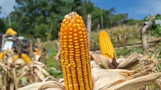 Jagung hibrida Bisi 234 maskot