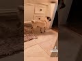 Hilarious reactions Magic vs Dogs 🪄🧙‍♂️vs 🐕🐶 (Part IX)