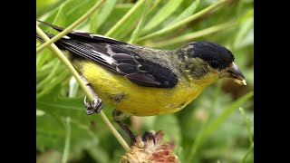 Lesser Goldfinch at Desert Botanical Garden [HD]