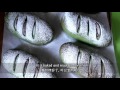 how to make matcha mochi bread 麻糬抹茶麵包