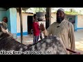 biggest and heaviest gujri goats vlog 44inch 125 kg ke bakre big goats of umar goat farm