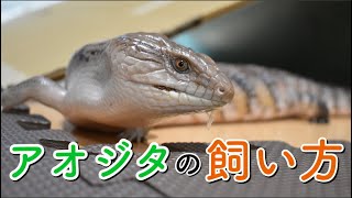 アオジタトカゲ(blue tongue skink)の飼育方法について