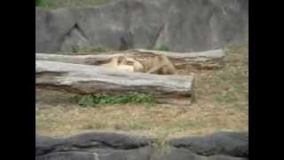 浜松市動物園　ライオンのトムとサナ