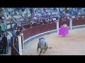 hermoso toro a su salida de chiqueros en las ventas Madrid