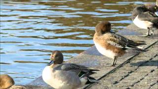 2012-01-12 舟だまりのカモ達