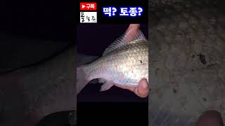 떡붕어? 토종붕어? 애매하네//fishing