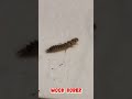 The Most destructive Wood Insect in the World (Wood borer) #youtubeshorts #plslikesubscribe