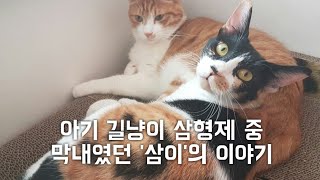 [22똥괭이네 스토리] 아기 길냥이 삼형제 중 막내였던 '삼이'의 이야기