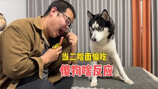 主人在二哈眼皮底下偷吃，傻狗會是啥反應？大家看完千萬憋住別笑【马桶的逗比狗生】