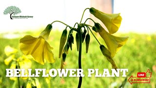 Bellflower Plant is a Yellow Blooming Perennial Favorite - TN Nursery