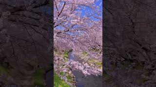 Cherry blossom #japan #桜