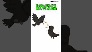 【カラス】なぜ鳴くの？ #shorts