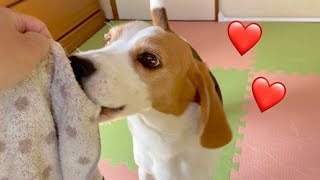 【ビーグル犬さつき】ハンディタオルを持ち逃げして楽しむ犬。Satsuki the Beagle