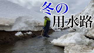 冬の用水路で北海道の在来種を探せ！【ガサガサ】