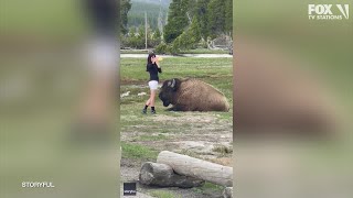 Woman takes selfie with bison at Yellowstone