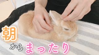 朝からハンドグルーミングされてまったりうっとりのうさぎ