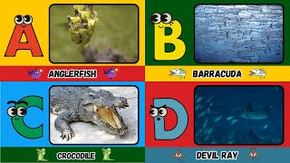 ABC Sea Creatures Song | Learn About Ocean Animals | Educational Fun for Kids 🌟 | #abcd #kids