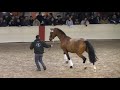 ♥ nick skelton and arko iii stallion old