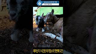 태어난지 1시간된 아기염소의 첫번째 도전. #염소 #goat