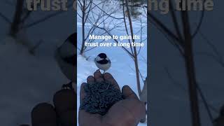 Friendly Chickadee: The Most ADORABLE Animal You'll Ever see! #shorts #birds #chickadee