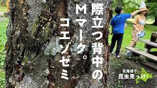 昆虫みっけ！123: mマークくっきり！初のコエゾゼミゲット (Lyristes bihamatus / \