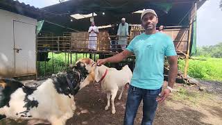 Panvel Ki Shaan Hira Goat Farm | Baatain Nahi Results Dete Hai | Goats Palai Main No 1.