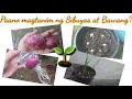 PAANO MAGTANIM NG SIBUYAS AT BAWANG | HOW TO GROW ONIONS AND GARLIC