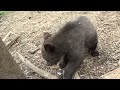 Пажетнов Вася и медвежата pazhetnov vasya u0026 bear cubs