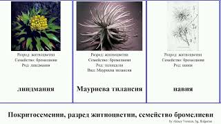 Покритосеменни, разред житноцветни, семейство бромелиеви тилансия angiosperms пуя ананас Вризея