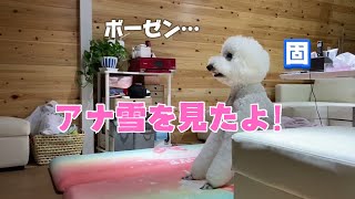 映画大好き犬が『アナ雪』を見てどハマり！#過去動画#犬のいる生活 #ディズニー