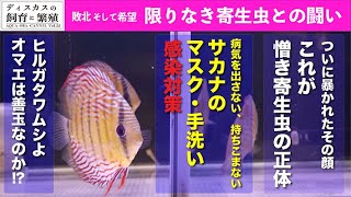 ディスカスの飼育と繁殖Vol.22／限りなき寄生虫との闘い＆魚のマスク、手洗い、感染対策