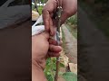 easy and simple way of grafting