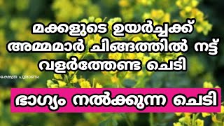 മക്കളുടെ ഉയർച്ചക്ക് പുതുവർഷത്തിൽ അമ്മമാർ നട്ട് വളർത്തേണ്ട 5 ചെടികൾ