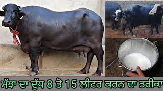 ਮੱਝਾ ਦਾ ਦੁੱਧ ਵਧਾਉਣ ਦਾ ਤਰੀਕਾ/ how to increase befalow milk #milk #farm #animals